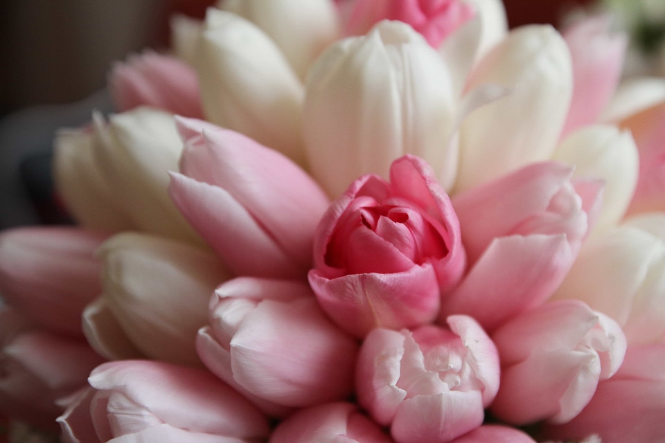 Bouquet petals pink