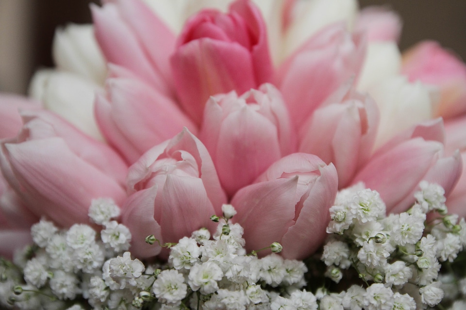 Bouquet pinkish tulips
