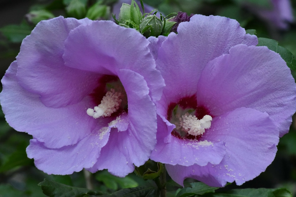 Flower Bud flower garden pistil