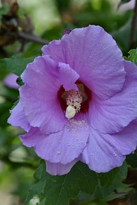 Close-Up petals pistil