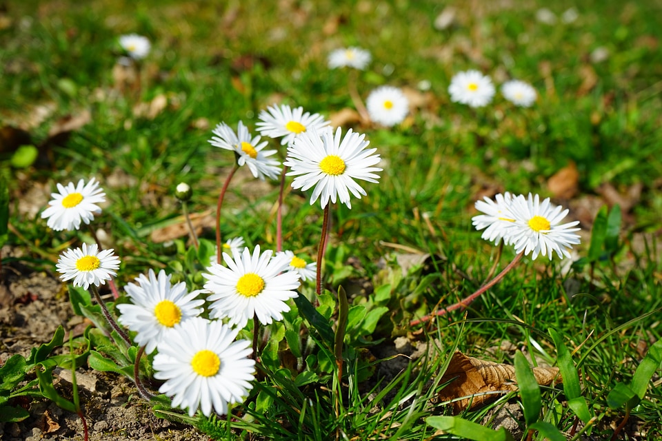 Bloom white bellis philosophy