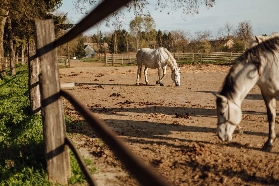 Animals farmland fence