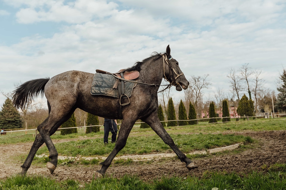 Equipment horse horse racing photo