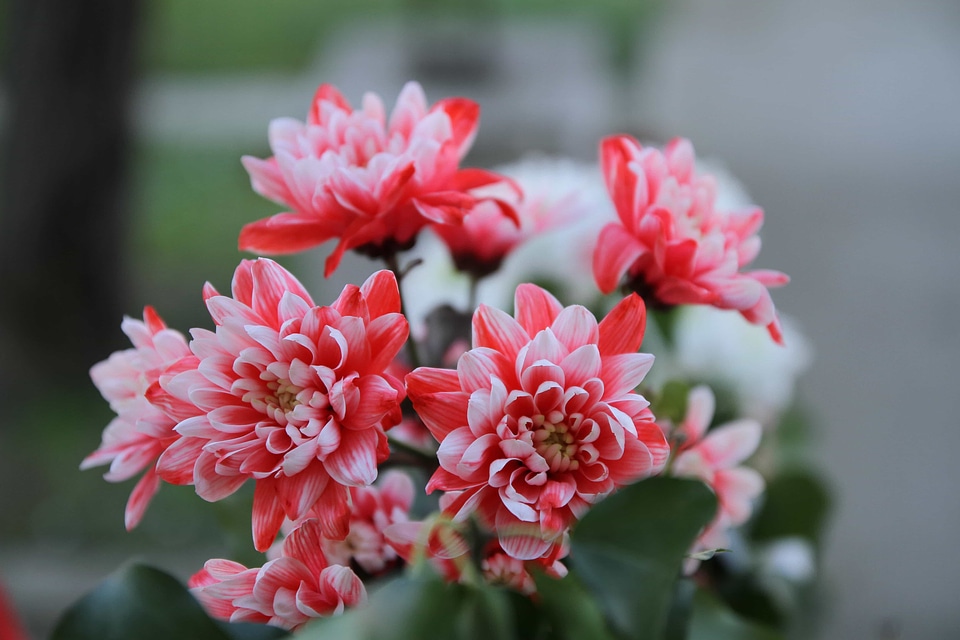 Beautiful Flowers bouquet elegance