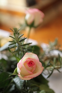 Bouquet petals rosemary photo
