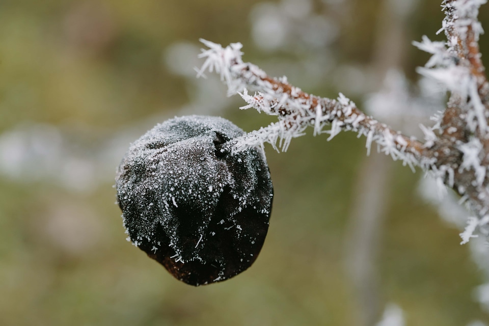 Frost tree winter