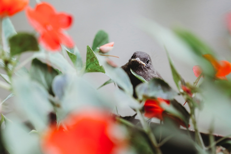 Nature leaf bird