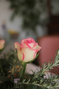 Bouquet rosemary nature