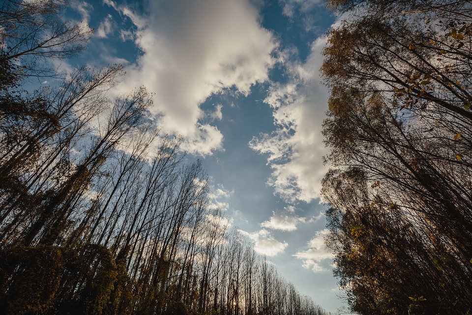 Atmosphere blue sky tree
