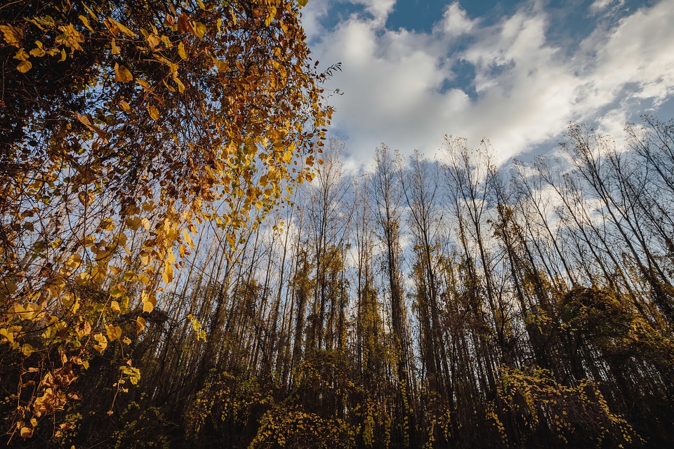 Willow forest poplar