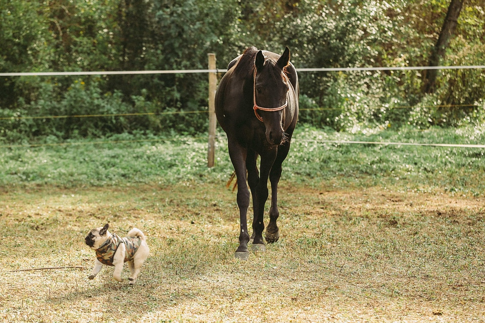 Animals dog farmland