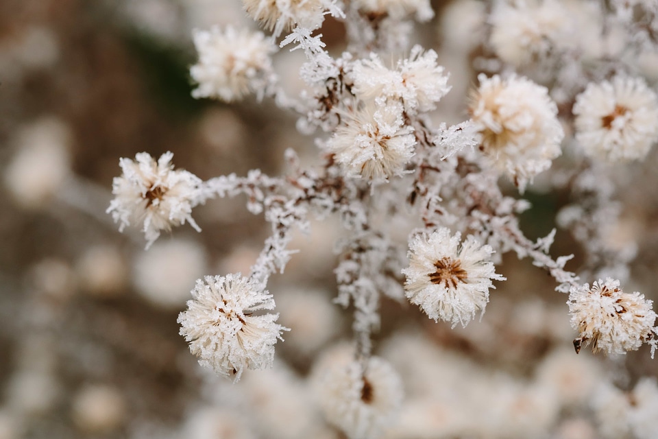 Hawthorn nature plant