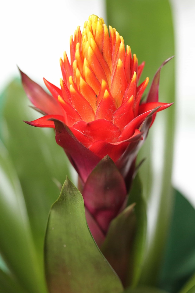 Exotic flower flower bud