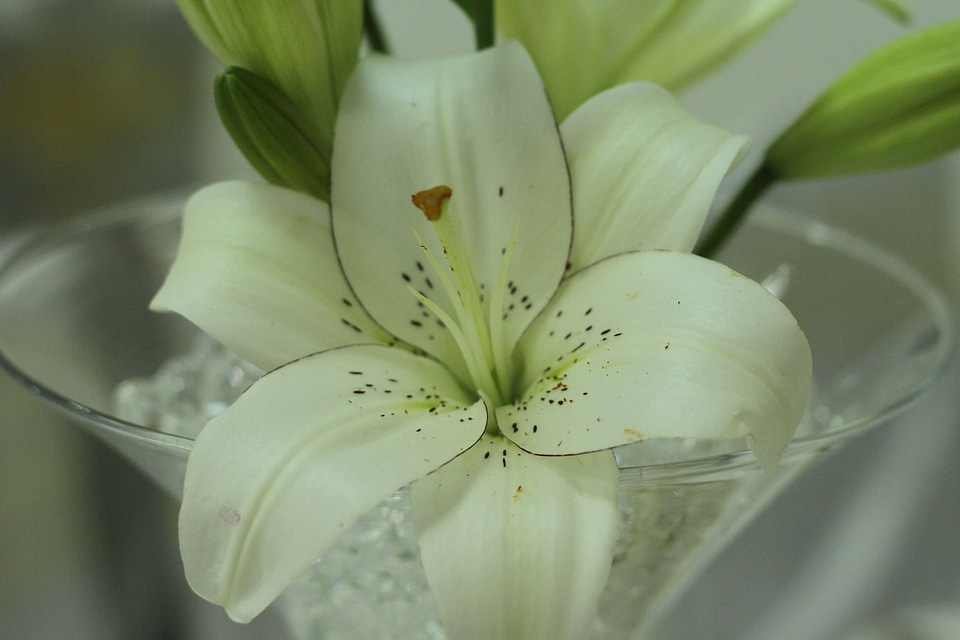 Lily flower white