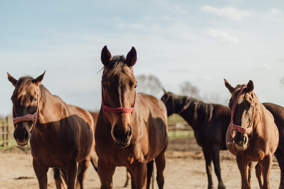 Brown horses three