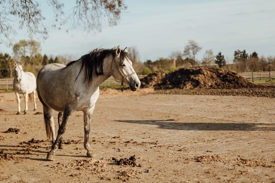 Livestock stallion white