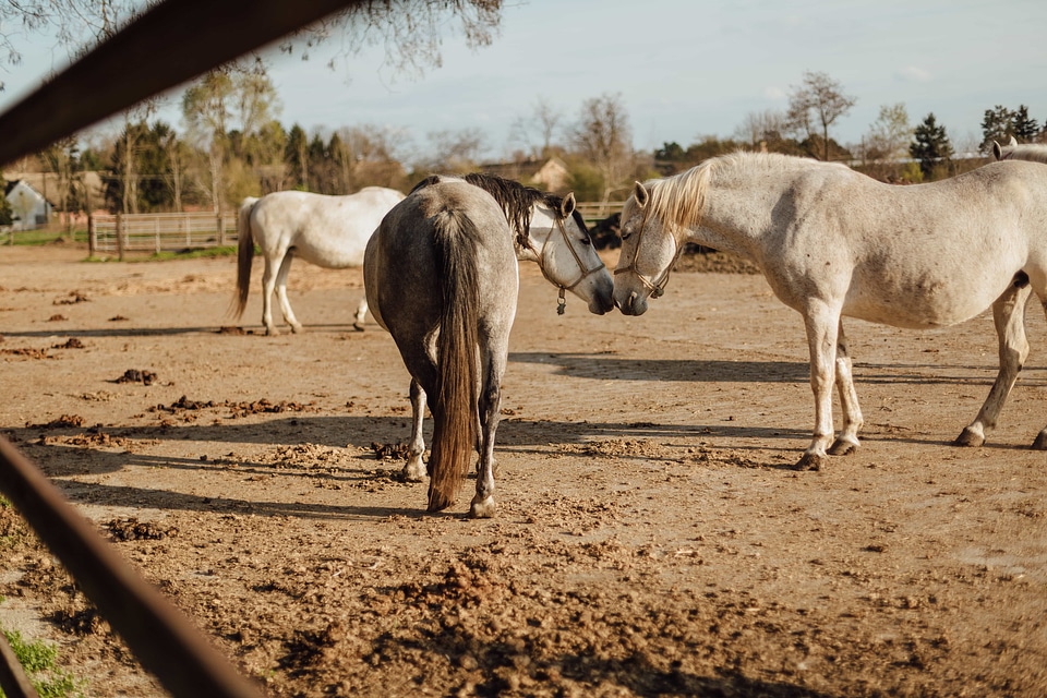 Animals countryside farmland