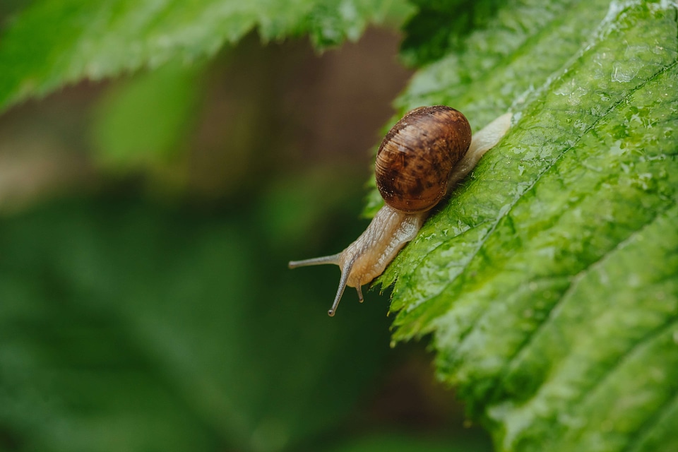 Green Leaves shell snail