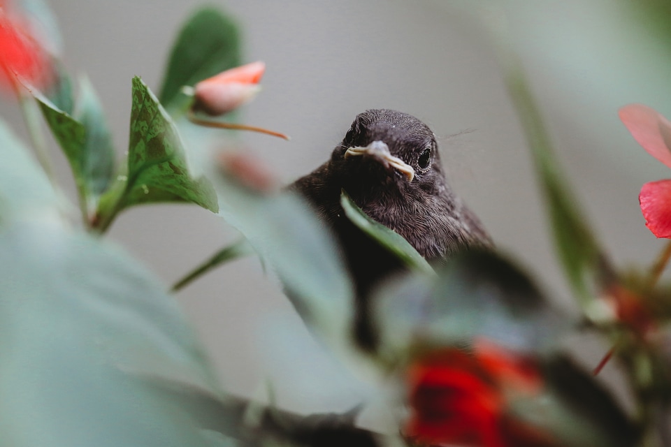 Nature animal flower