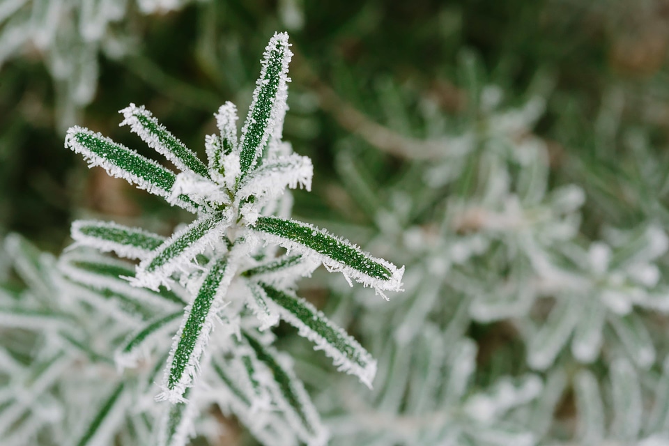 Cold frost green leaves