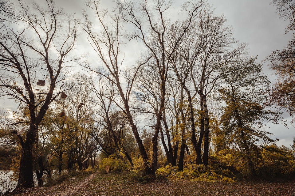 Forest landscape trees