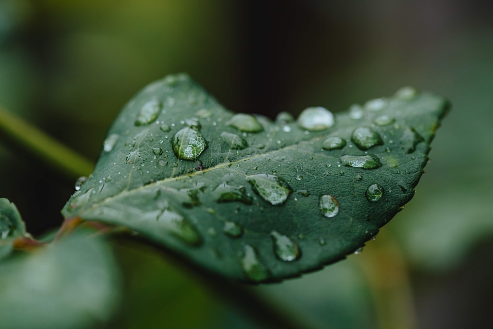 Dew green leaves moisture