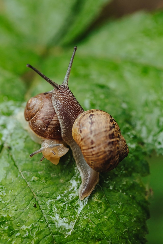 Close-Up head pair