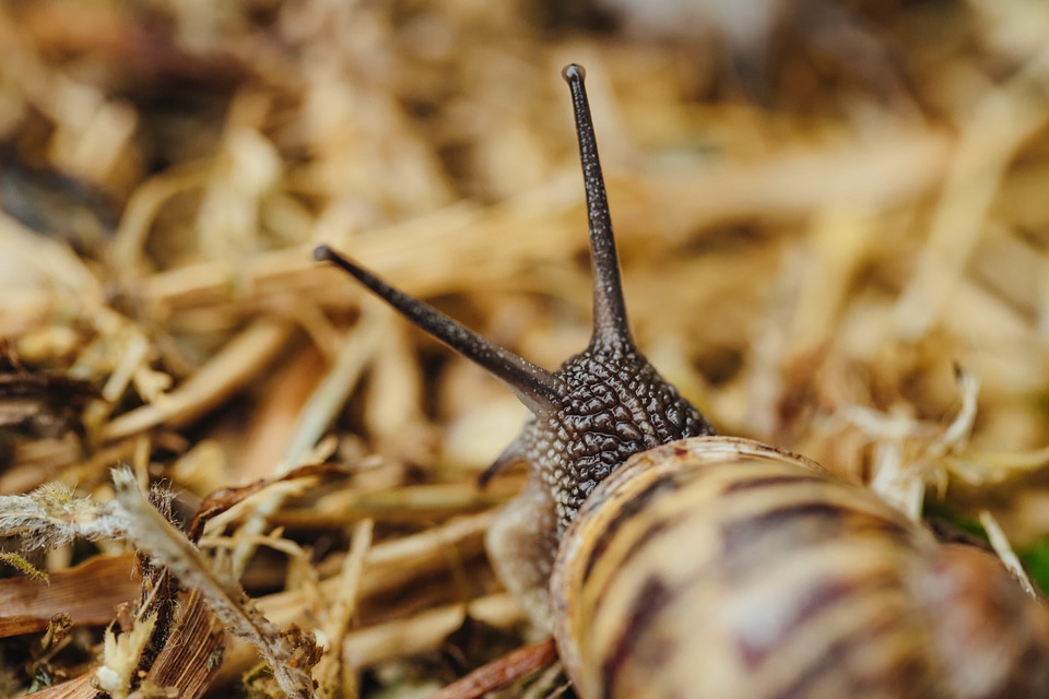 Snail invertebrate shell