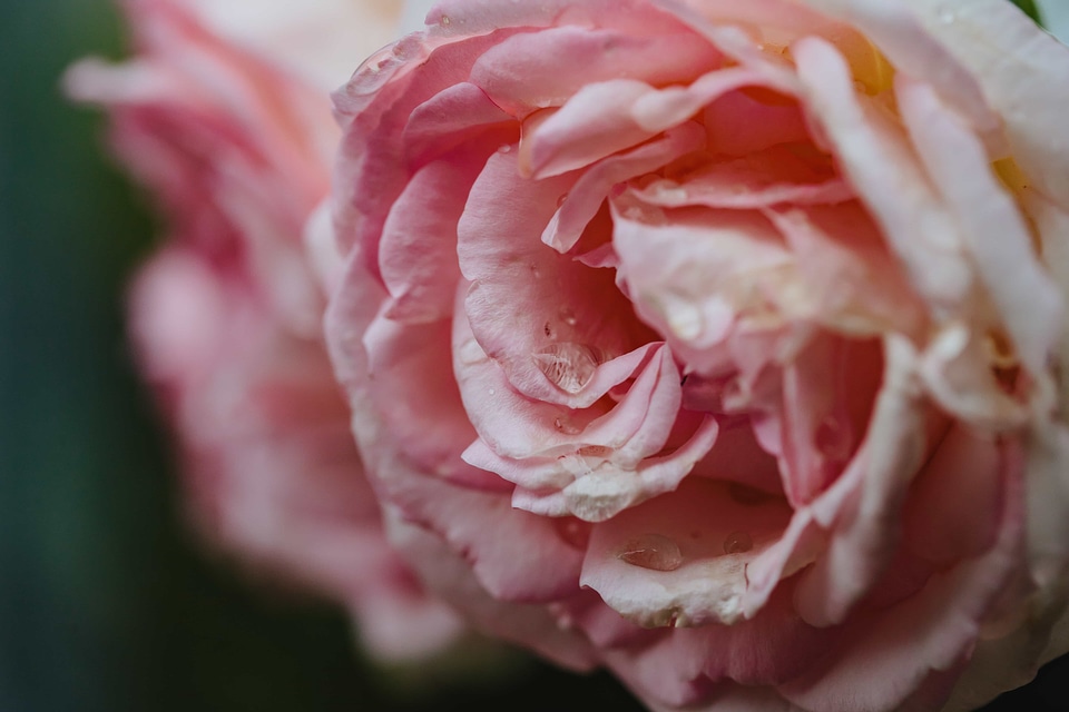 Dew moisture petals