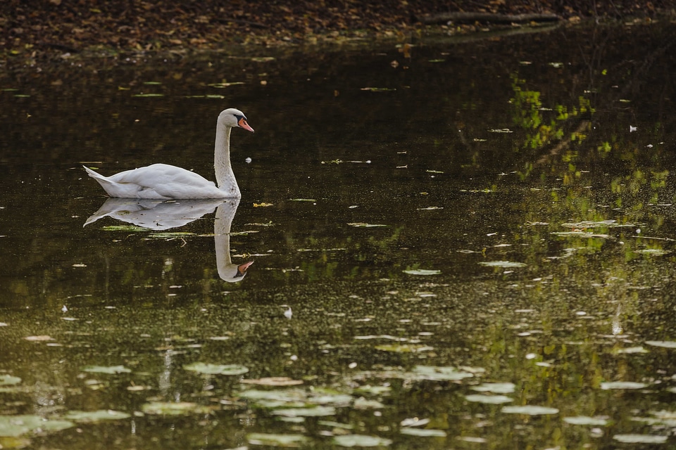Swan wading bird wild photo