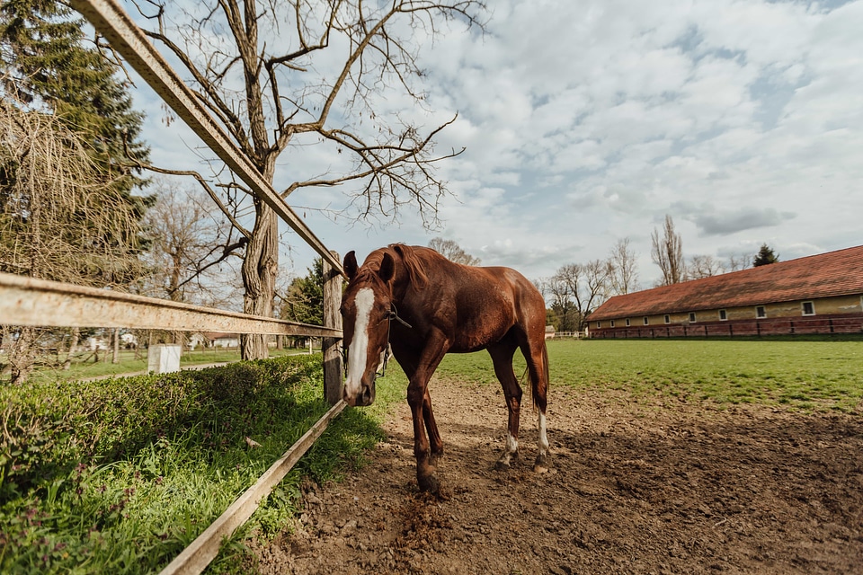 Farmland horse horse racing photo