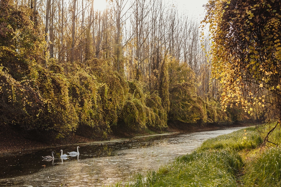 Autumn Season bird family swamp