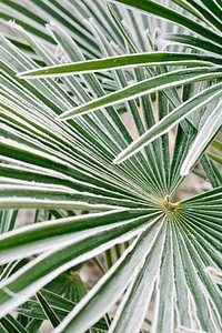 Frost green leaves ice crystal photo