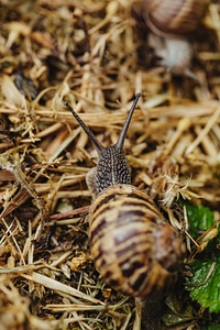 Head skin snail photo