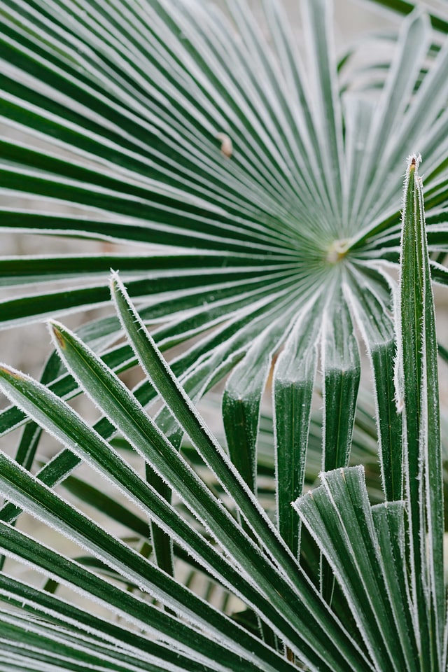 Cold frost green leaves