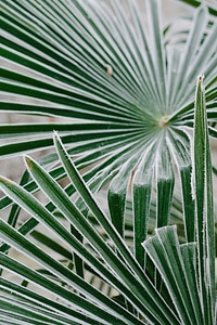 Cold frost green leaves