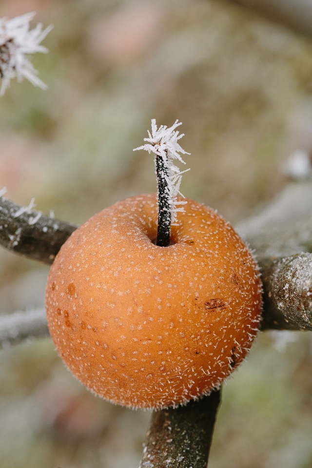 Frosty fruit ice