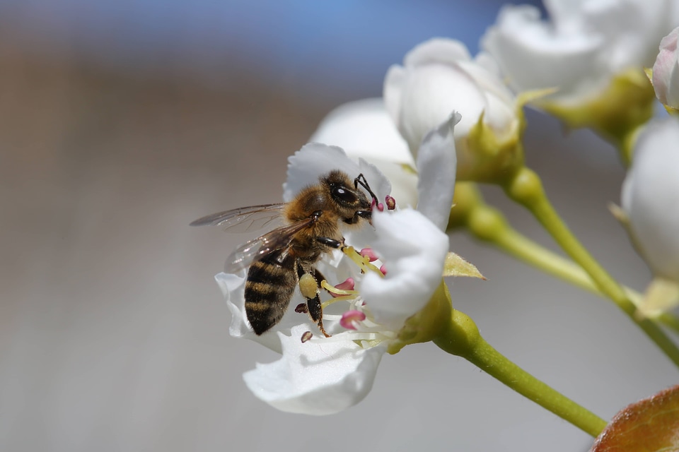 Flower arthropod invertebrate