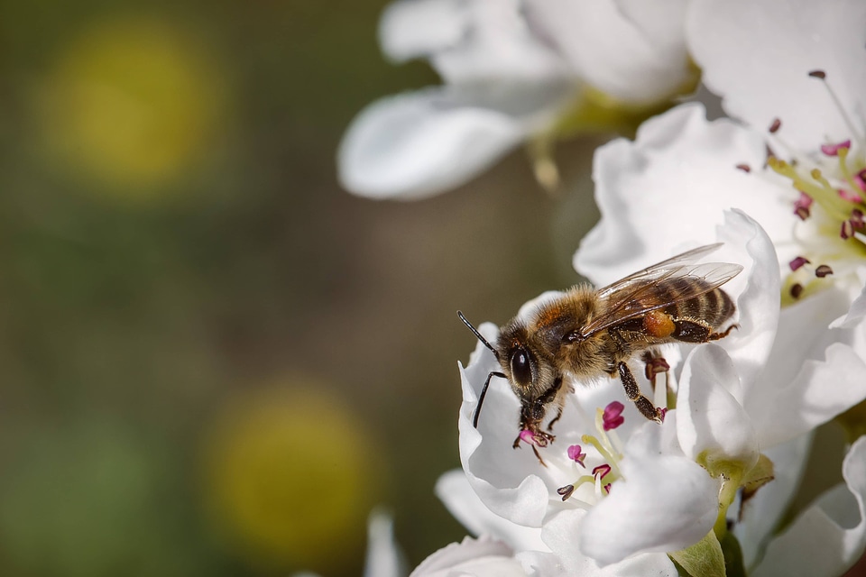 Bee close-up details