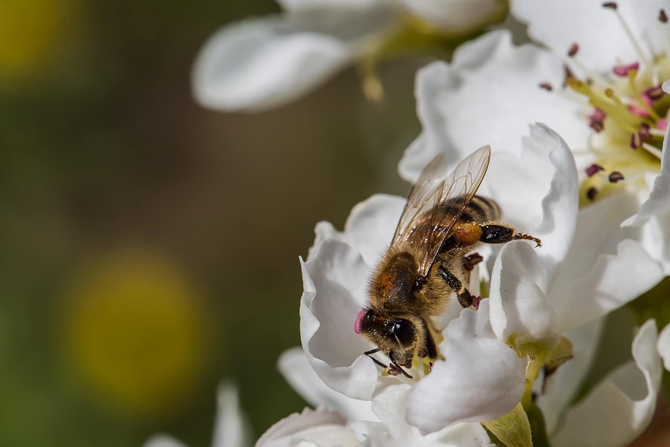 Bee insect arthropod