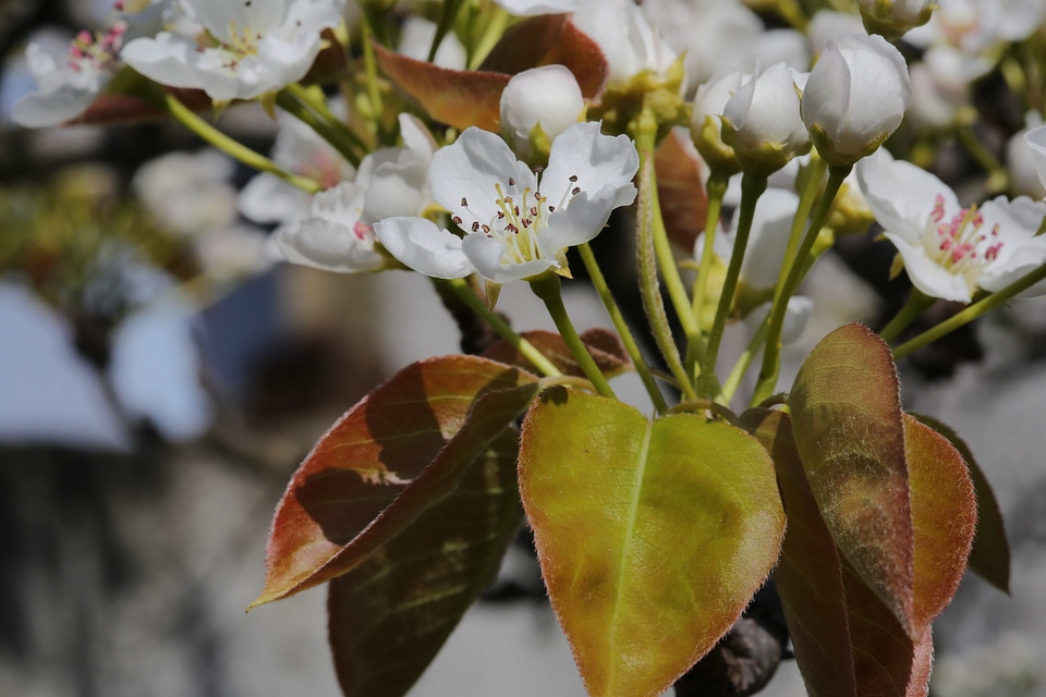 Branch spring tree