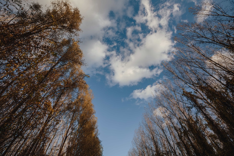 Trees tree landscape