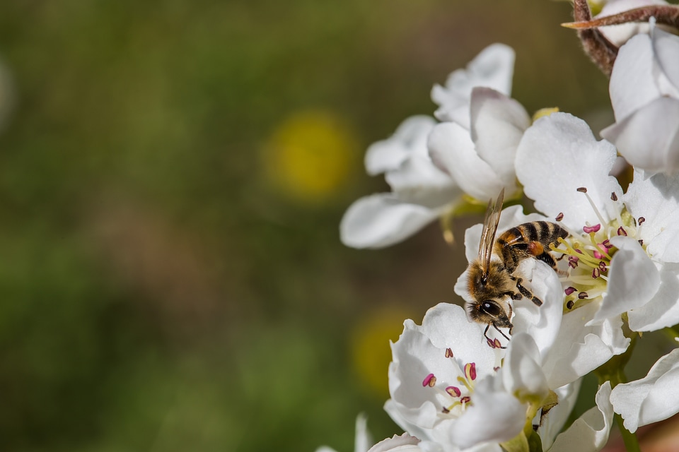 Bee honeybee insect
