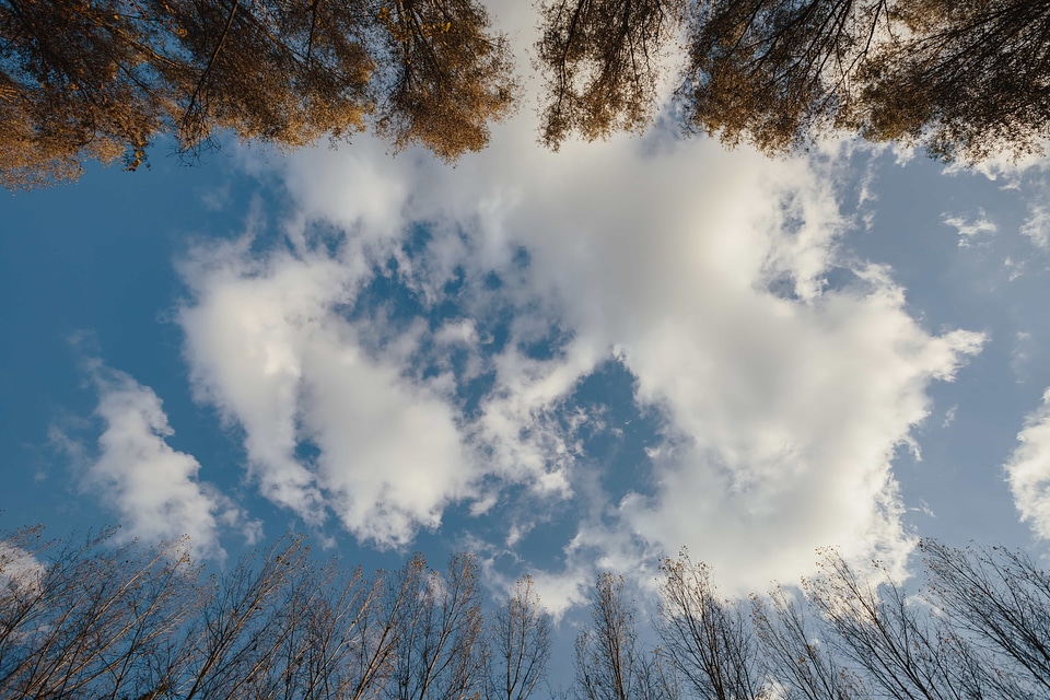 Blue Sky clouds trees photo