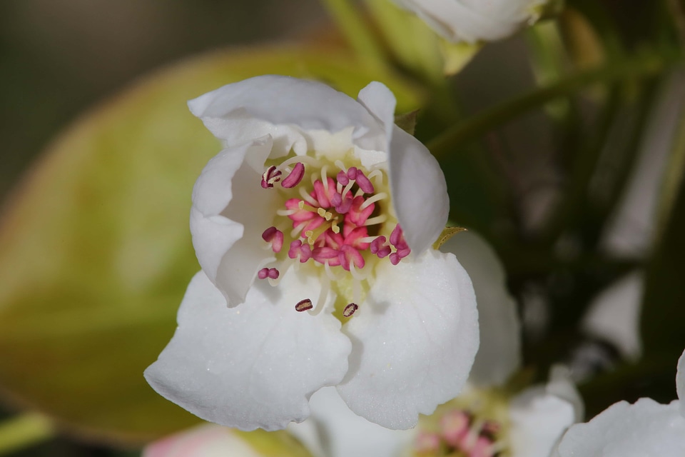 Bloom tree spring