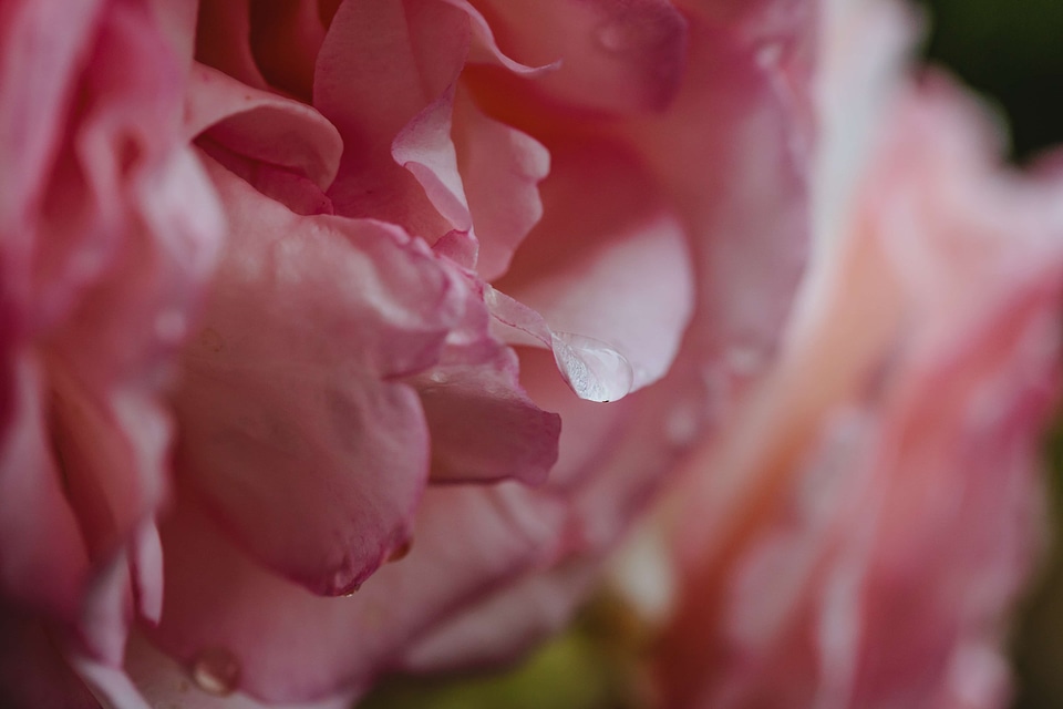 Dew moisture petals