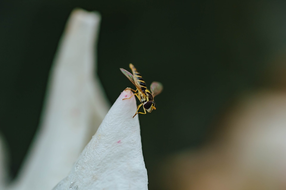Flying wasp white flower