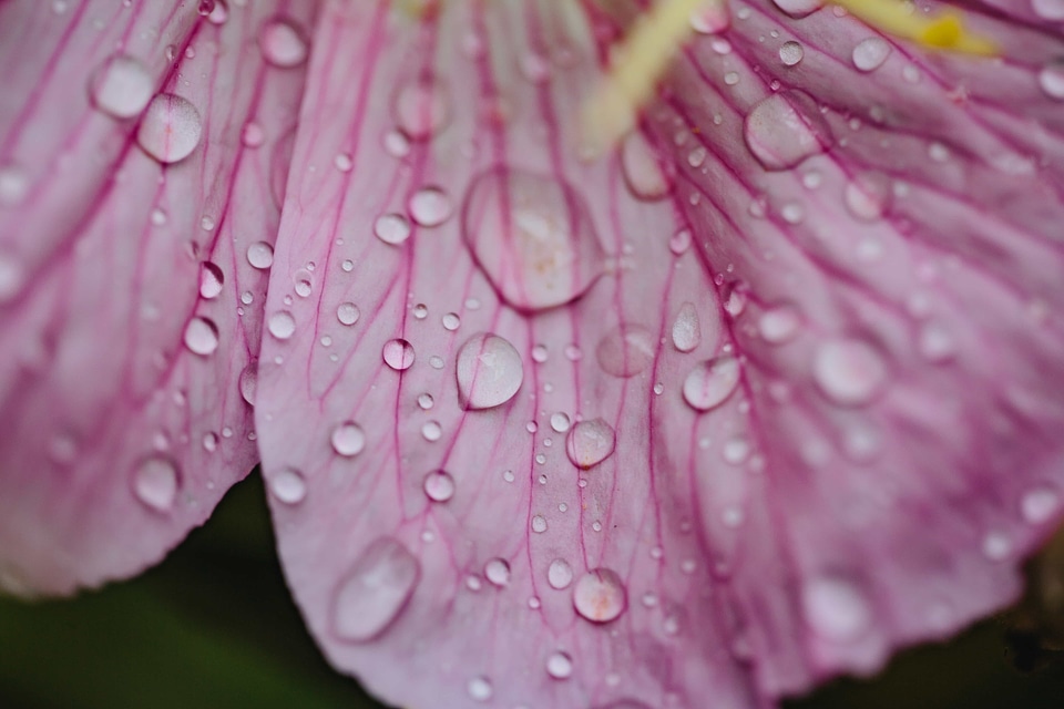 Close-Up dew horticulture
