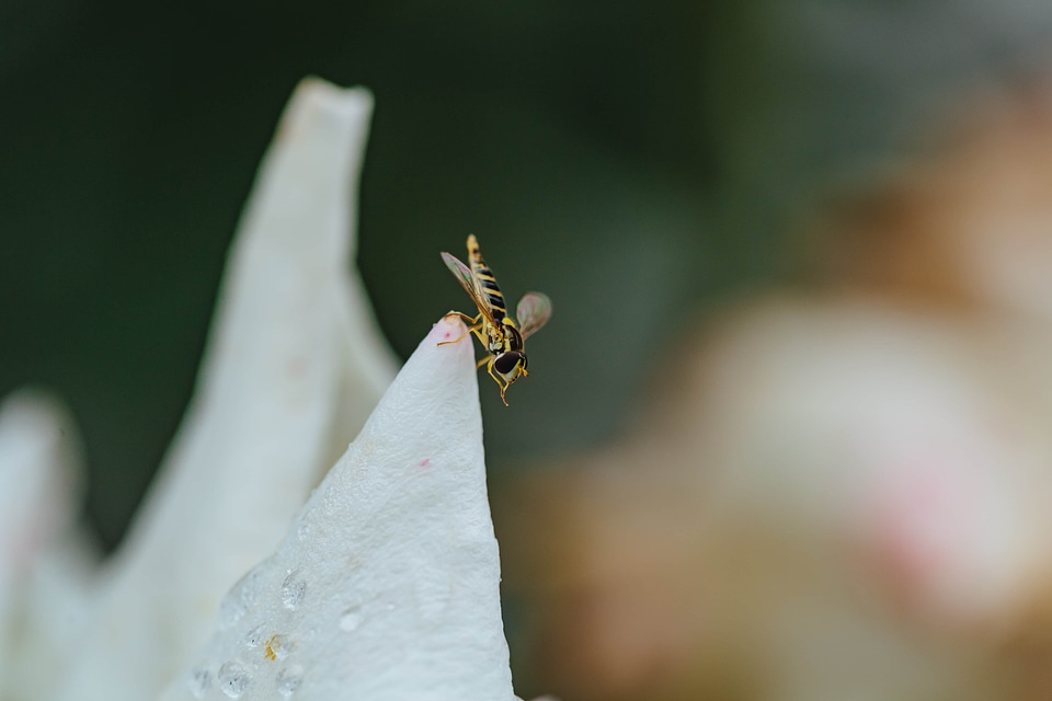 Insect metamorphosis moisture