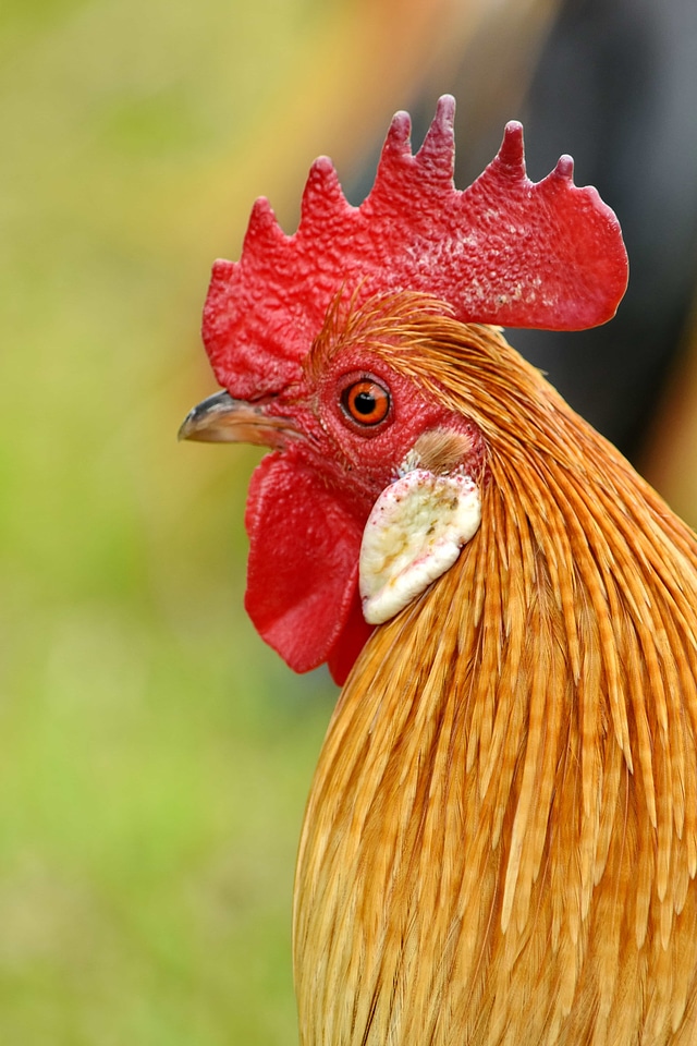 Beak chicken close-up